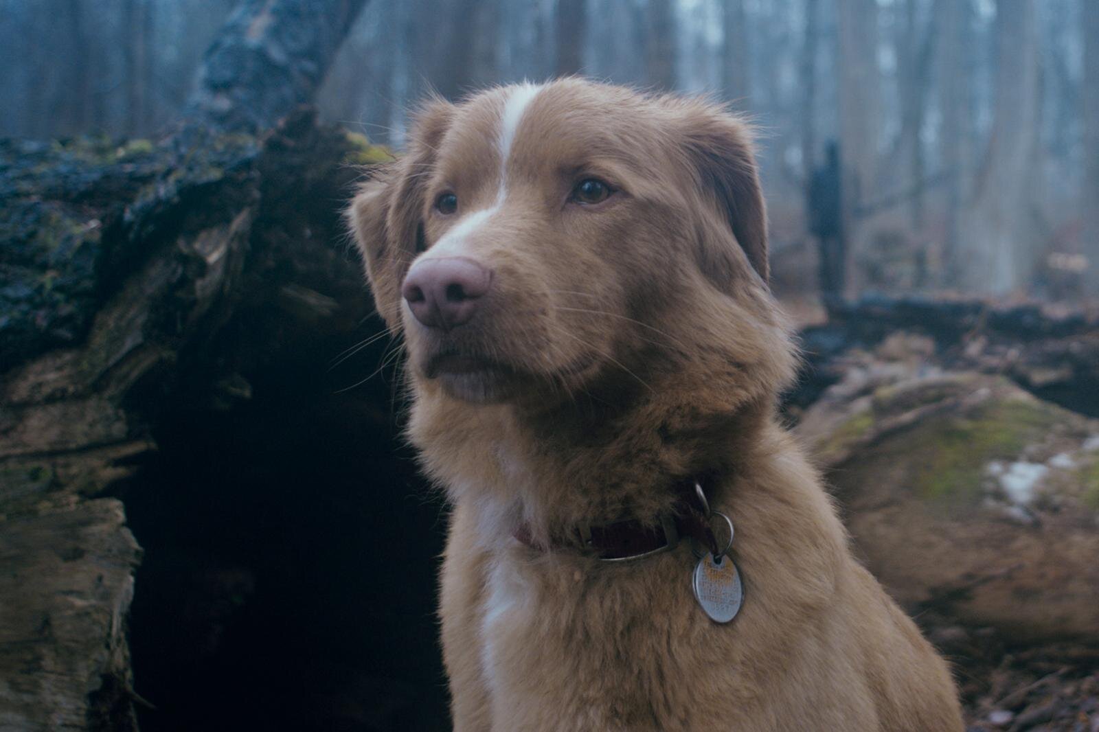映画『GOOD BOY』主演犬インディが森の中で佇むシーン